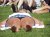 de stoute compagnon
