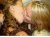 een hitsige stoute amant ^.^