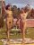 de onbedekte nudisten