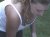 de onbegroeide erotische lover :)